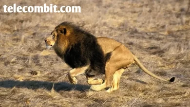 Photo of How Fast Can a Lioness Run In 2022 – telecombit.com