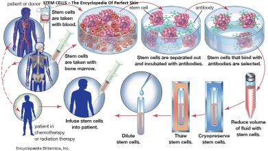 Photo of STEM CELLS – The Encyclopedia Of Perfect Skin