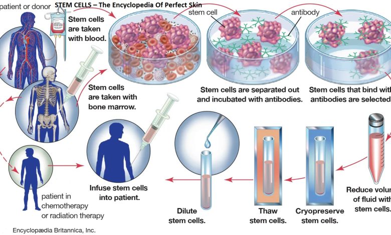 STEM CELLS – The Encyclopedia Of Perfect Skin
