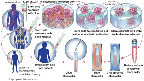 STEM CELLS – The Encyclopedia Of Perfect Skin