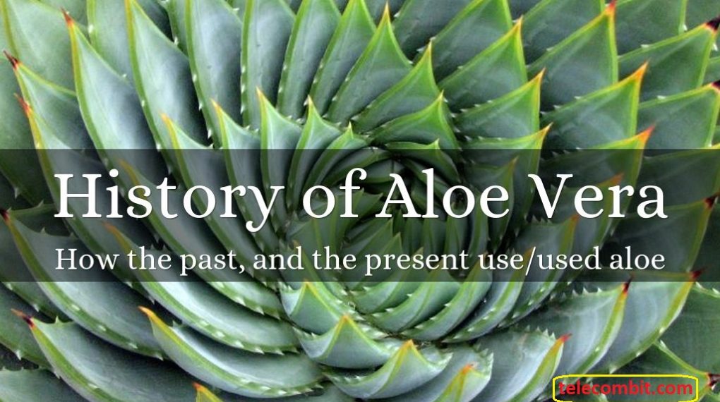 History ALOE VERA – The Encyclopedia Of Flawless Skin