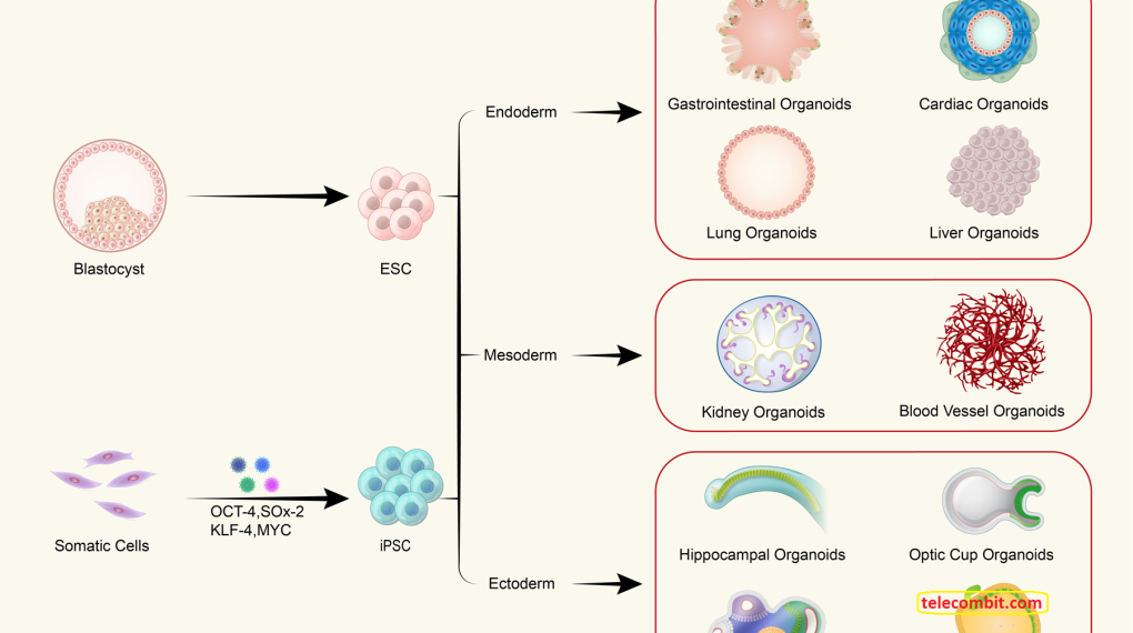The Ethics of Exploiting Human Embryonic Stem Cells in Research