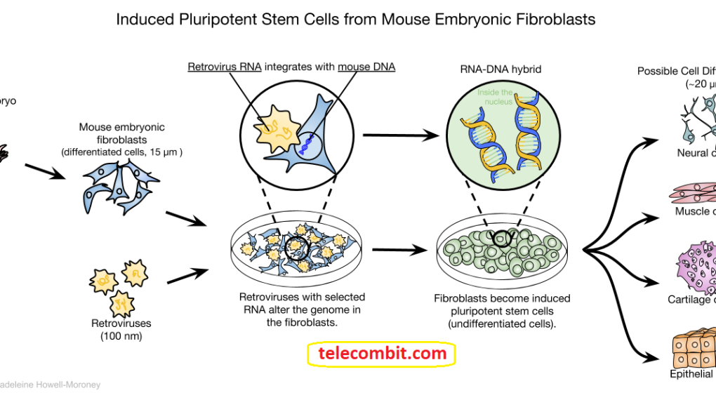 Caused pluripotent stem cells STEM CELLS – The Encyclopedia Of Perfect Skin