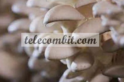 Find the Most Profitable Mushrooms to Grow
