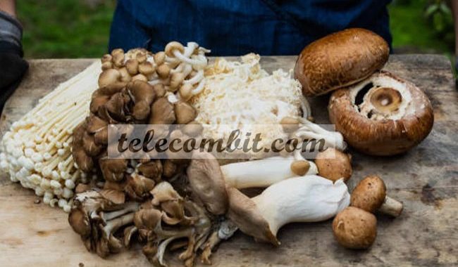 Is Mushroom Farming Profitable?