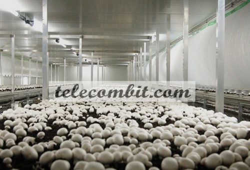 Why You Should Start a Large-Scale Mushroom Farming Business?