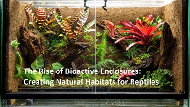 Photo of The Rise of Bioactive Enclosures: Creating Natural Habitats for Reptiles