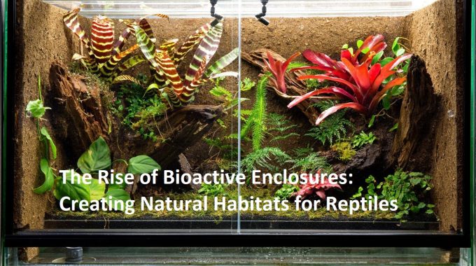 The Rise of Bioactive Enclosures: Creating Natural Habitats for Reptiles