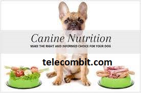 Understanding the Significance of Proper Nutrition for Pets- telecombit.com