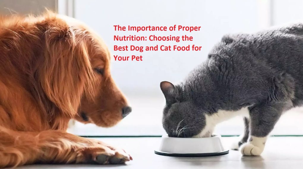 The Importance of Proper Nutrition: Choosing the Best Dog and Cat Food for Your Pet