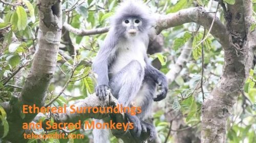 Ethereal Surroundings and Sacred Monkeys- telecombit.com