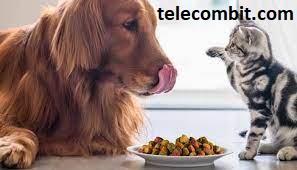 Key Considerations When Choosing Dog and Cat Food- telecombit.com