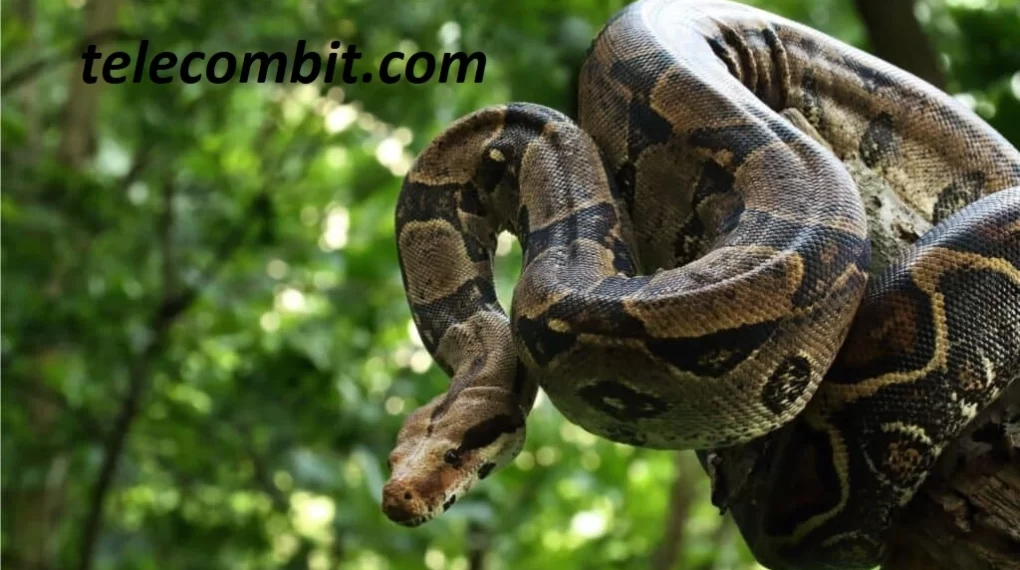 Boa Constrictor - The Majestic Giant- telecombit.com