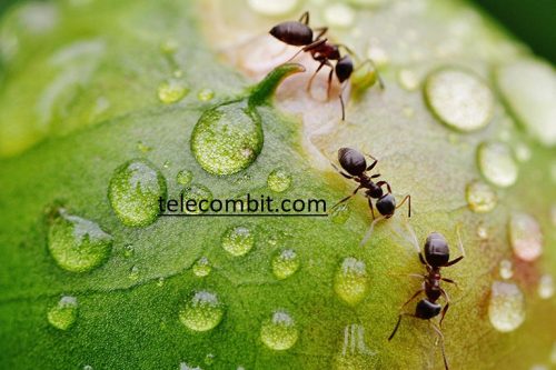  Versatility in Pest Control-telecombit.com