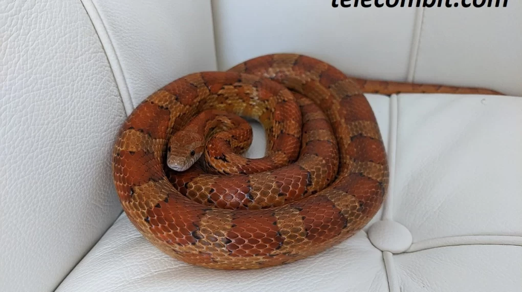 Corn Snake - The Colorful Constrictor- telecombit.com