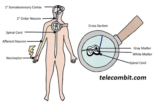 Understanding the Nature of Pain-telecombit.com