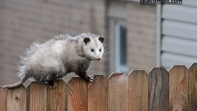 Photo of How to Prevent Possums from Returning: Tips for Long-Term Control