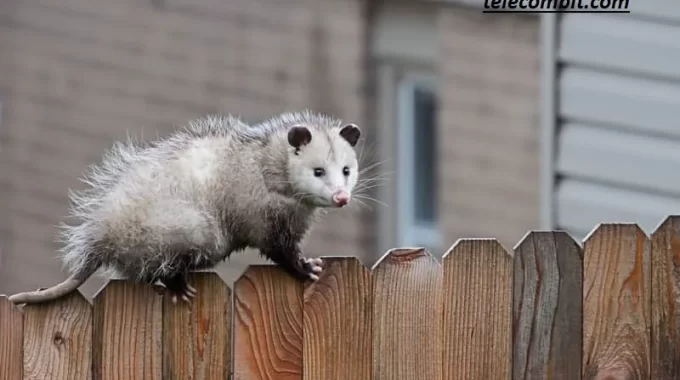 How to Prevent Possums from Returning: Tips for Long-Term Control