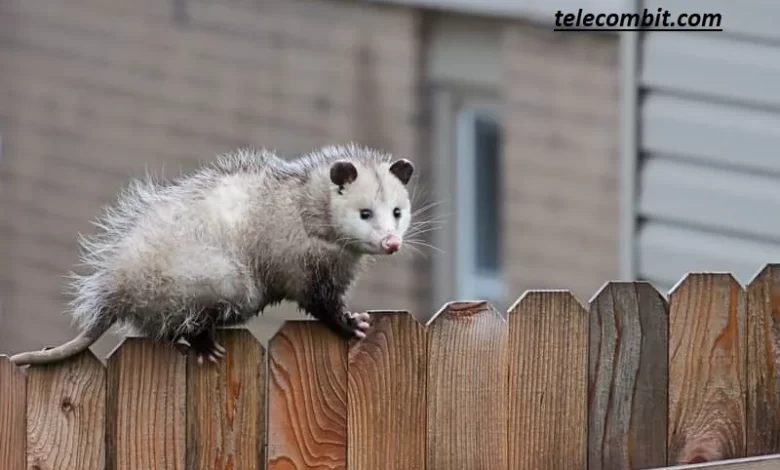 How to Prevent Possums from Returning: Tips for Long-Term Control