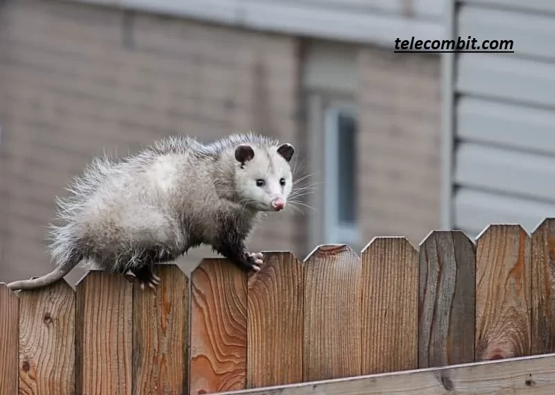 How to Prevent Possums from Returning: Tips for Long-Term Control- telecombit.com