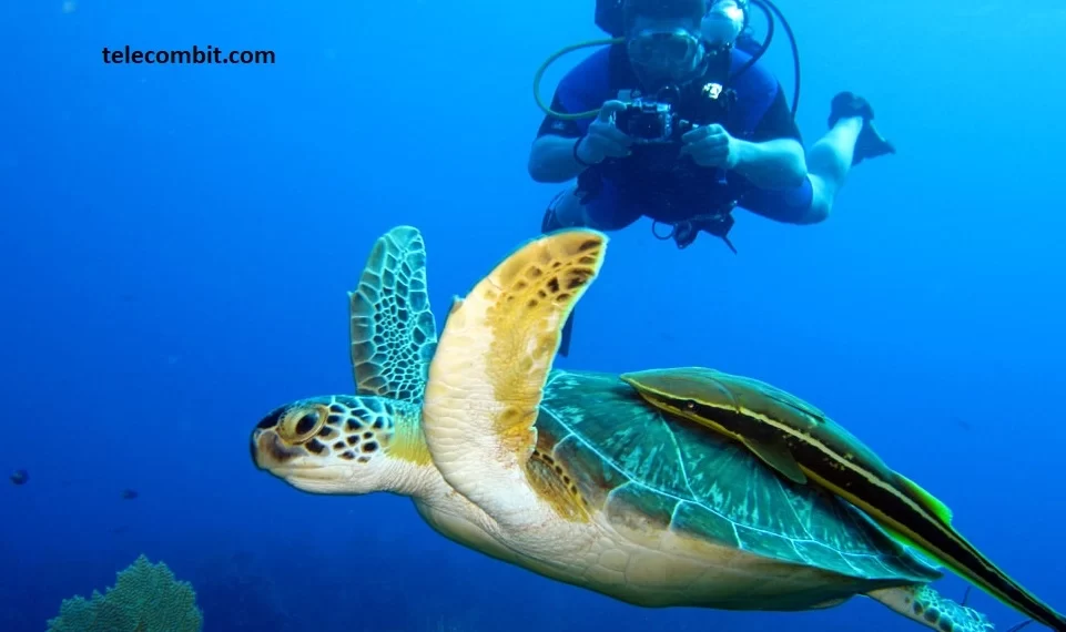 Cocos Island: A world-renowned diving terminus-telecombit.com