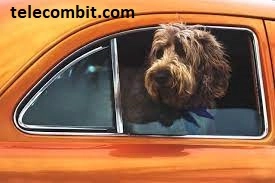 Crushing Travel Anxiety in Dogs-telecombit.com