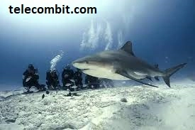 The Bat Islands: Meet with bull sharks-telecombit.com