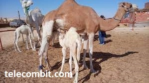 Visit Camel Farm -telecombit.com