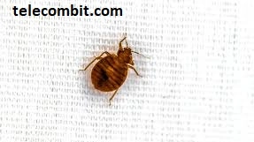 What are the drawbacks of bed bugs? -telecombit.com