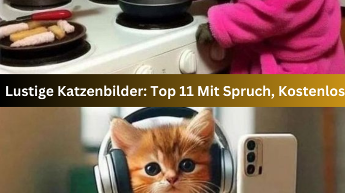 Lustige Katzenbilder: Top 11 Mit Spruch, Kostenlos