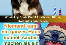 Photo of WhatsApp Spaß: Die 11 Lustigsten Bilder, Kostenlos Zum Teilen