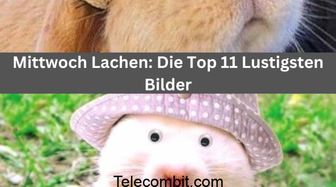 Mittwoch Lachen: Die Top 11 Lustigsten Bilder