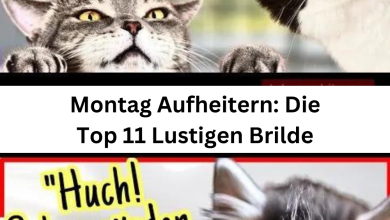 Photo of Montag Aufheitern: Die Top 11 Lustigen Brilde