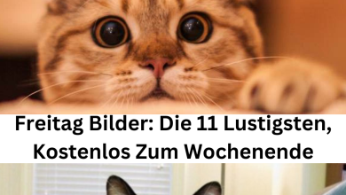 Photo of Freitag Bilder: Die 11 Lustigsten, Kostenlos Zum Wochenende