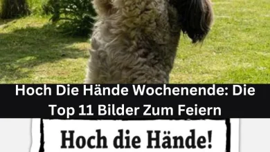 Photo of Hoch Die Hände Wochenende: Die Top 11 Bilder Zum Feiern