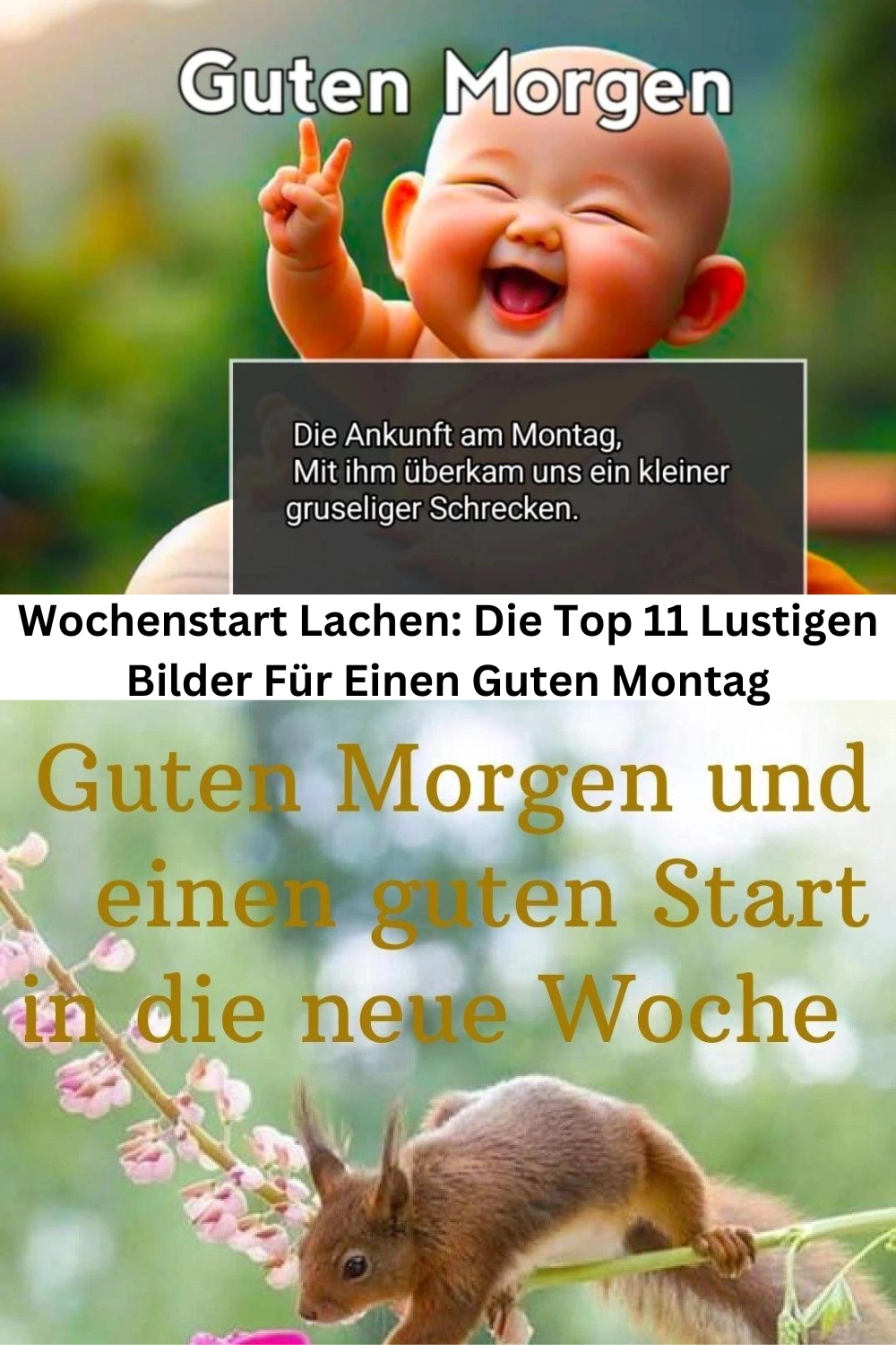 lustige Bilder für einen schönen Montag